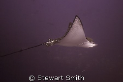 EAGLE RAY - DIRTY ROCK  by Stewart Smith 